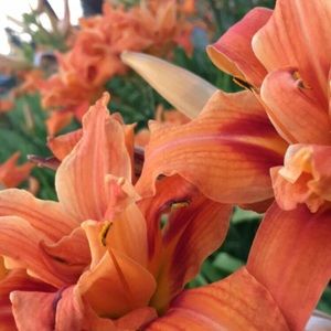 Meet your Posher, Pelma